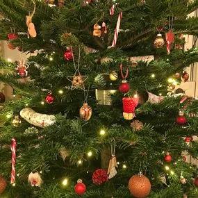 Premium Non Drop Christmas Trees (Nordmann Fir) 1